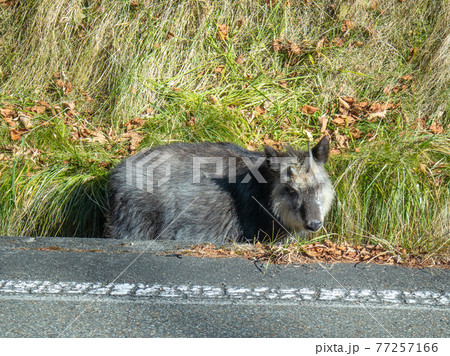 ビーナスラインにいたニホンカモシカ 77257166