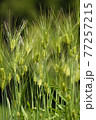 大麦01 77257215