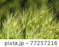 大麦02 77257216