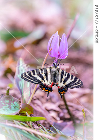 蝶 ギフチョウ 珍しい春の蝶 カタクリの写真素材 [77257333] - PIXTA
