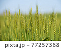 小麦03 77257368