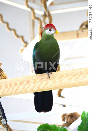 天井付近の木にとまるアカガシラエボシドリ・右向き 77257449