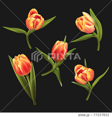 Five colorful tulips isolated on black background. 77257652