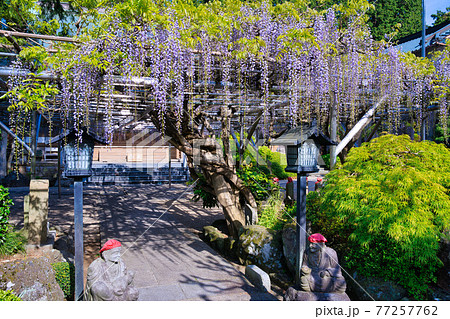 林泉寺のフジ 林泉寺のフジ 77257762
