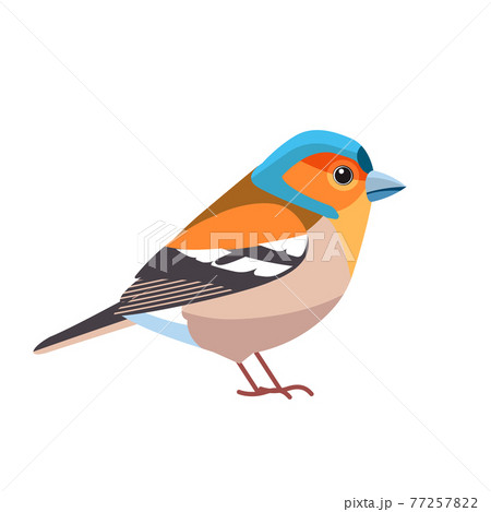 Chaffinch. Scientific name: Fringilla coelebs. Common chaffinch bird in the finch family Cartoon flat style beautiful character of ornithology, vector illustration isolated on white background 77257822