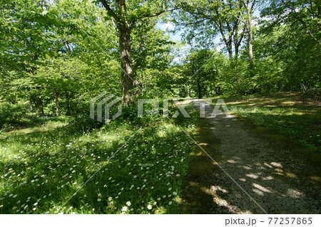 四季の散歩 春 たじま高原植物園 四季の散歩 春 たじま高原植物園 77257865
