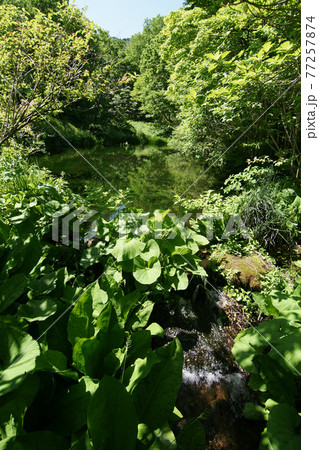 四季の散歩　春　たじま高原植物園 77257874