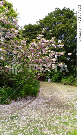 花びらの落ち始めた遅咲きの八重桜 77257923