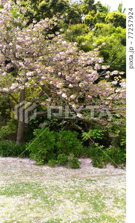 花びらの落ち始めた遅咲きの八重桜 花びらの落ち始めた遅咲きの八重桜 77257924