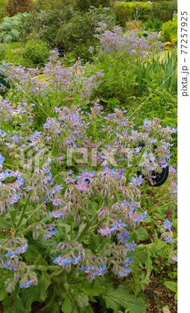 青い星型の花はボリジの花 77257925