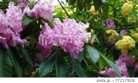 ピンクの大きいシャクヤクの花 ピンクの大きいシャクヤクの花 77257929