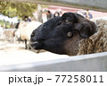 毛の刈り取りを待つ羊 77258011