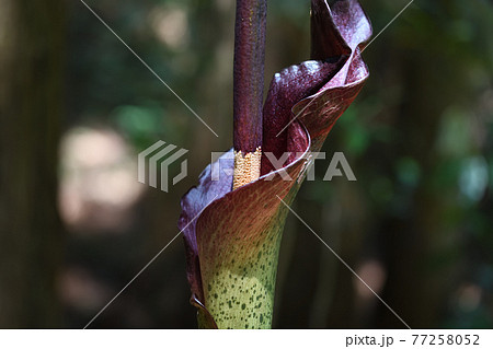 コンニャクの花 コンニャクの花 77258052