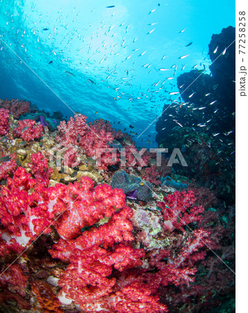 色鮮やかなソフトコーラルの群生 (リチェリューロック、スリン海洋国立公園、タイ王国) 77258258