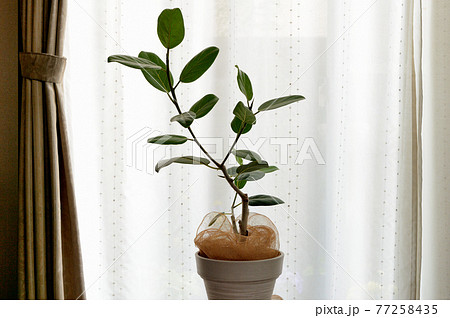 観葉植物 フィカス・ベンガレンシス 鉢植え 観葉植物 フィカス・ベンガレンシス 鉢植え 77258435