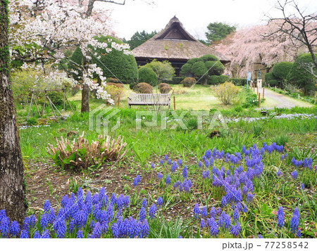 静岡県 春の秩父宮記念公園 4月 静岡県 春の秩父宮記念公園 4月 77258542