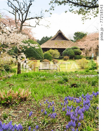 静岡県　春の秩父宮記念公園　4月 77258543