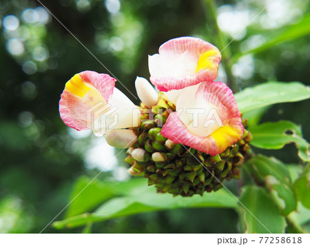 コスツス・ルカヌシアヌスの花 77258618