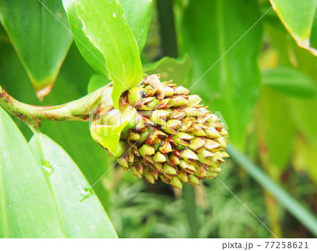 コスツス・ルカヌシアヌスの穂状花序 77258621