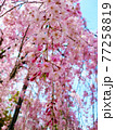 枝垂桜　背景素材 77258819