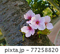 桜　花　写真素材 77258820
