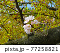 桜　花　写真素材 77258821