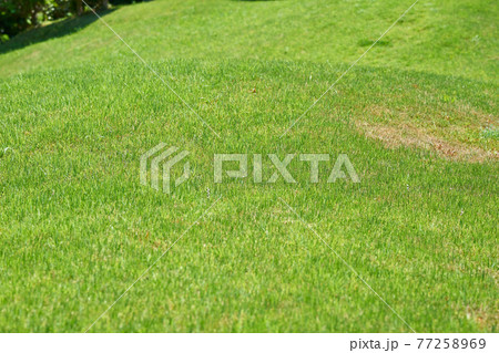 神奈川県　大磯城山公園の芝 77258969