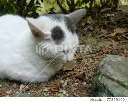 野良猫　写真素材 77259100