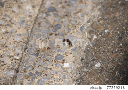 道端のヒル 77259218