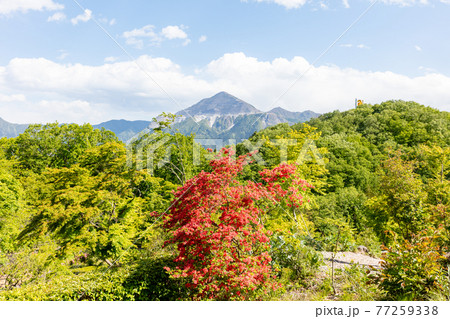 秩父ミューズパークの山躑躅と武甲山 77259338