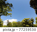青空と樹木　背景素材 77259530