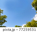 青空と樹木と飛行機雲　背景素材 77259531