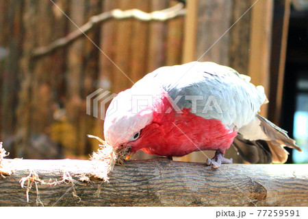 ロープの端をほぐして遊ぶモモイロインコ・左向き 77259591