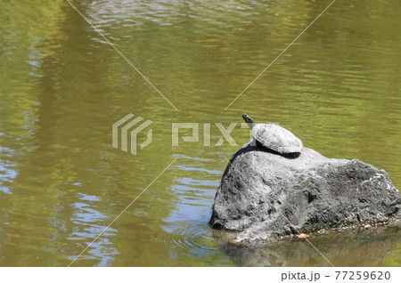 甲羅干しをする亀　写真素材 77259620
