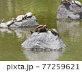 甲羅干しをする亀　複数　写真素材 77259621