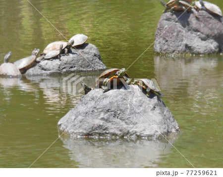 甲羅干しをする亀　複数　写真素材 77259621