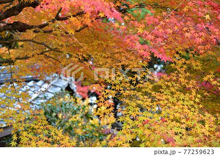 ≪京都　亀岡　神蔵寺の紅葉≫　京都府亀岡市　明智光秀ゆかりの地 77259623