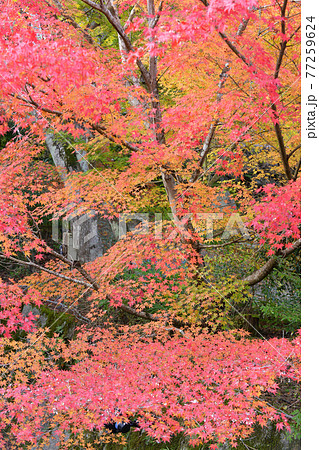 ≪京都　亀岡　神蔵寺の紅葉≫　京都府亀岡市　明智光秀ゆかりの地 77259624