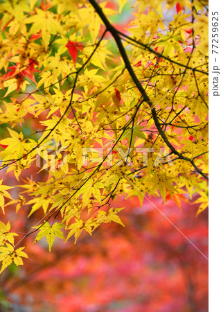 ≪京都 亀岡 神蔵寺の紅葉≫ 京都府亀岡市 明智光秀ゆかりの地 ≪京都 亀岡 神蔵寺の紅葉≫ 京都府亀岡市 明智光秀ゆかりの地 77259625