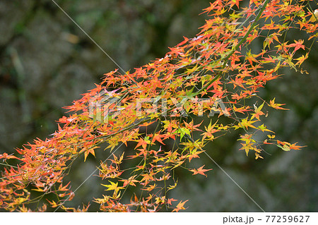 ≪京都　亀岡　神蔵寺の紅葉≫　京都府亀岡市　明智光秀ゆかりの地 77259627