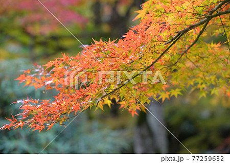 ≪京都 亀岡 神蔵寺の紅葉≫ 京都府亀岡市 明智光秀ゆかりの地 ≪京都 亀岡 神蔵寺の紅葉≫ 京都府亀岡市 明智光秀ゆかりの地 77259632
