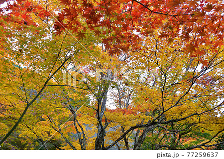 ≪京都 亀岡 神蔵寺の紅葉≫ 京都府亀岡市 明智光秀ゆかりの地 ≪京都 亀岡 神蔵寺の紅葉≫ 京都府亀岡市 明智光秀ゆかりの地 77259637