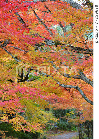 ≪京都　亀岡　神蔵寺の紅葉≫　京都府亀岡市　明智光秀ゆかりの地 77259639