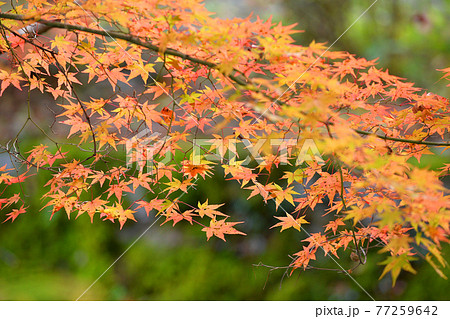 ≪京都 亀岡 神蔵寺の紅葉≫ 京都府亀岡市 明智光秀ゆかりの地 ≪京都 亀岡 神蔵寺の紅葉≫ 京都府亀岡市 明智光秀ゆかりの地 77259642