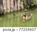 鴨の親子　写真素材 77259937