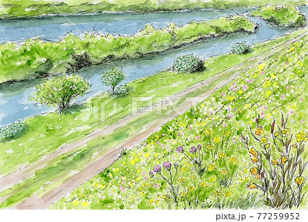 川土手に咲く初夏の花々のイラスト素材