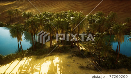 Oasis in hot Sahara Desert Oasis in hot Sahara Desert 77260200
