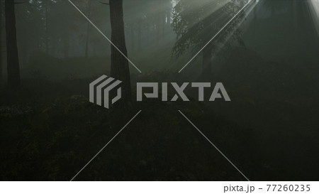 Forest in Autumn Morning Mist Forest in Autumn Morning Mist 77260235