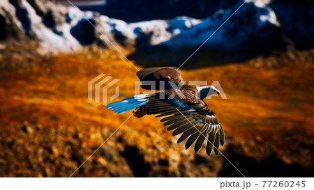 slow motion american bald eagle in flight over alaskan mountains 77260245