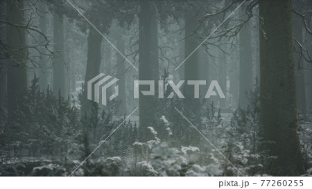 winter snow-covered forest on a cloudy day winter snow-covered forest on a cloudy day 77260255
